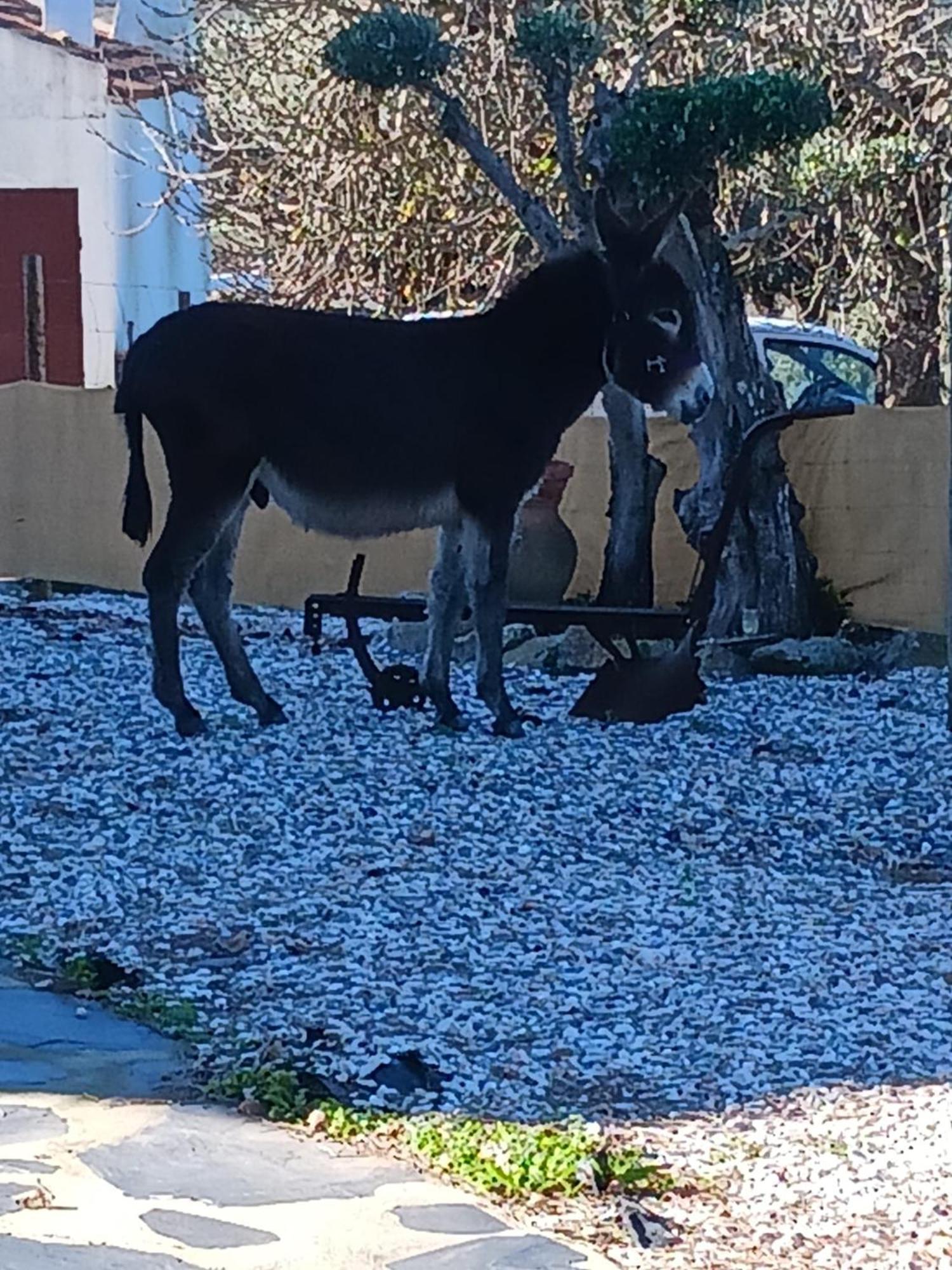 Holiday home Casa Janeiro Alentejo *